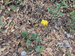 Packera coahuilensis