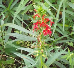 Lobelia cardinalis