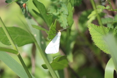 Leuculodes lacteolaria