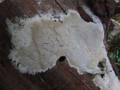 Gloeoporus pannocinctus