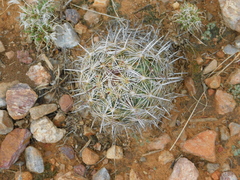 Coryphantha pseudonickelsiae