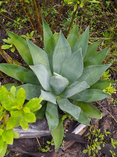 Agave sylvesteriana