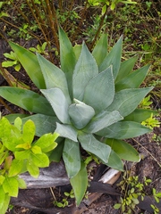 Agave sylvesteriana