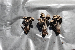 Coprinopsis