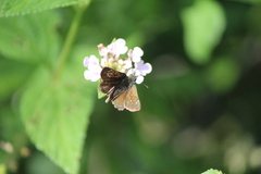 Piruna cyclosticta