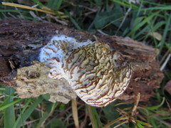 Hypomyces tremellicola