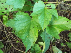 Magnoliopsida