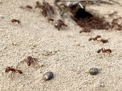 Pogonomyrmex comanche