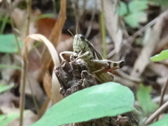 Melanoplus walshii