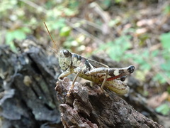 Melanoplus walshii