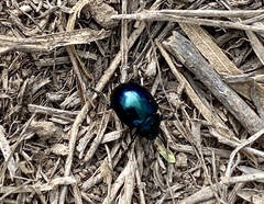 Leptinotarsa haldemani