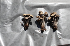 Coprinopsis