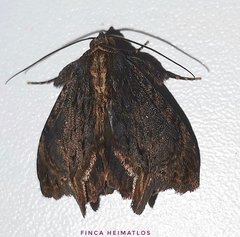 Drobeta