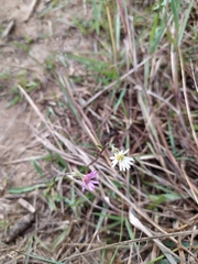 Noticastrum marginatum
