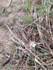 Noticastrum marginatum