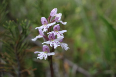 Galearis rotundifolia