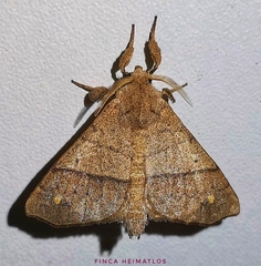Apatelodidae