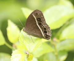Mycalesis subdita