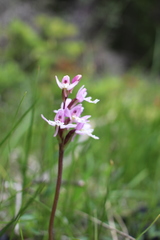 Galearis rotundifolia