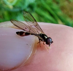 Baccha cognata