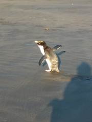 Eudyptes pachyrhynchus