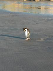 Eudyptes pachyrhynchus