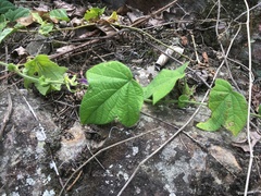 Passiflora menispermifolia