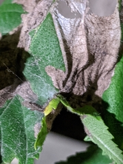 Amphitetranychus viennensis