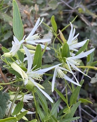 Clematis linearifolia