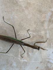 Tenodera sinensis