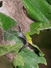 Amphitetranychus viennensis