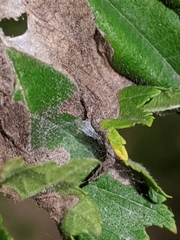 Amphitetranychus viennensis