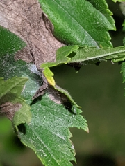 Amphitetranychus viennensis