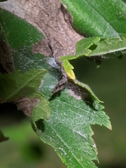 Amphitetranychus viennensis