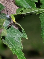 Amphitetranychus viennensis