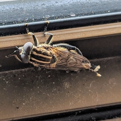 Orthoprosopa bilineata