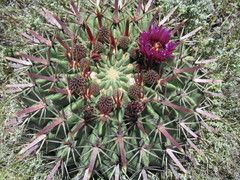 Ferocactus recurvus