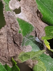 Amphitetranychus viennensis