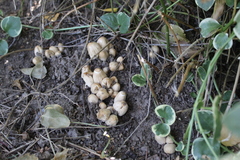 Coprinellus micaceus