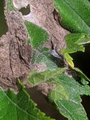 Amphitetranychus viennensis