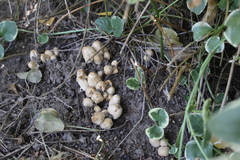 Coprinellus micaceus