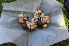 Coprinellus micaceus