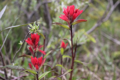 Yoho Paintbrush (Castilleja purpurascens)