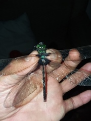 Gynacantha membranalis