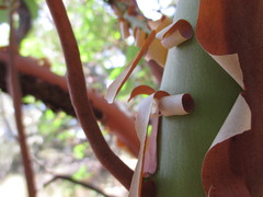Arbutus menziesii