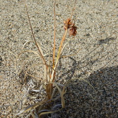 Carex sabulosa