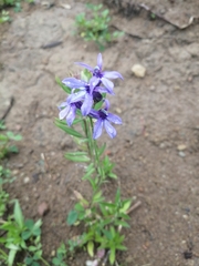 Lobelia gruina