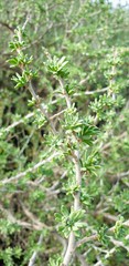 Nitraria billardierei