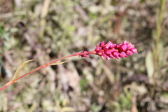 Persicaria orientalis