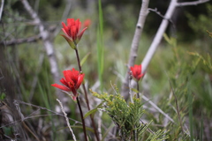 Castilleja purpurascens